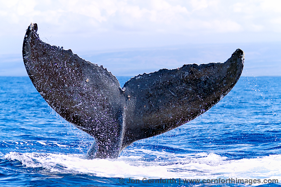 Images Of Humpback Whale Tails