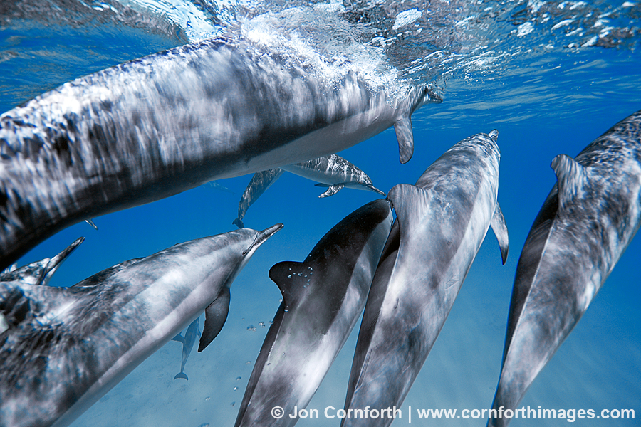 Kona Spinner Dolphin 2 Photo, Picture, Print Cornforth Images