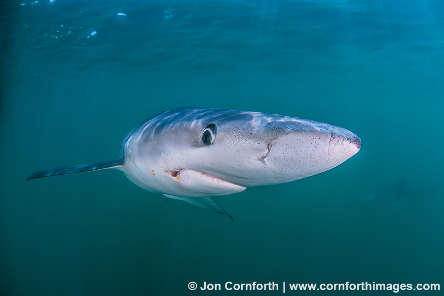 Rhode Island Blue Shark 19 Photo, Picture, Print Cornforth Images