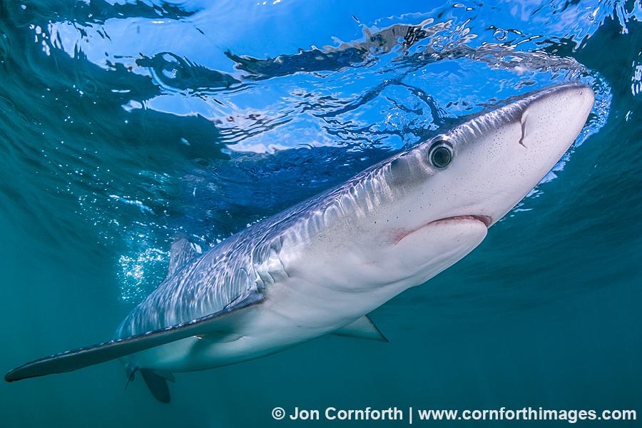 Rhode Island Blue Shark 4 Photo, Picture, Print Cornforth Images