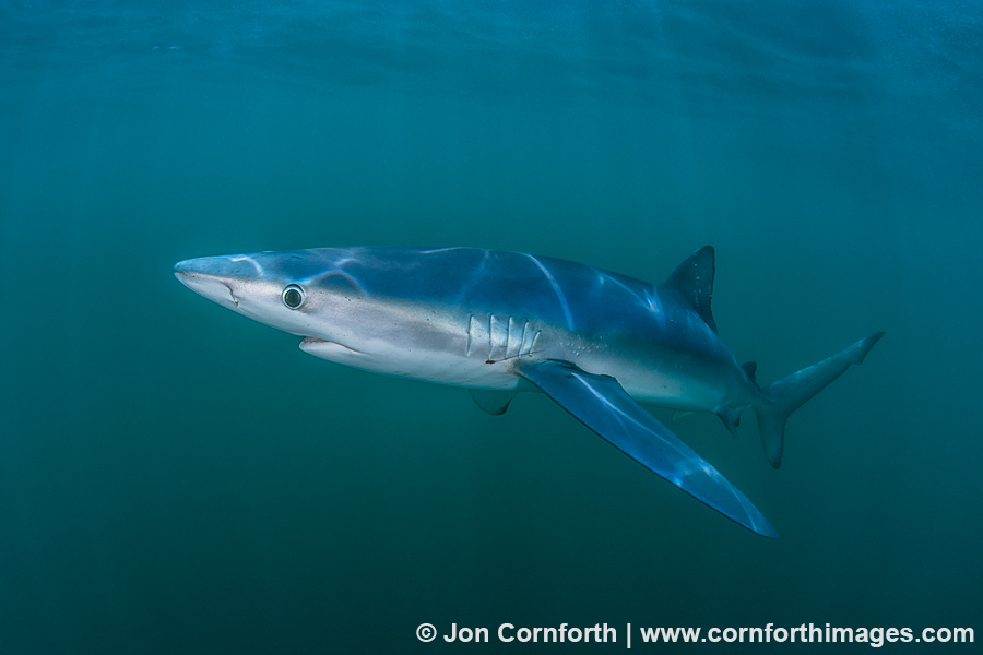 Rhode Island Blue Shark 6 Photo, Picture, Print Cornforth Images