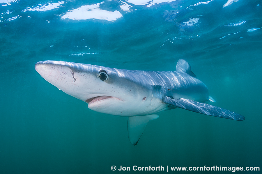 Rhode Island Blue Shark 9 Photo, Picture, Print Cornforth Images
