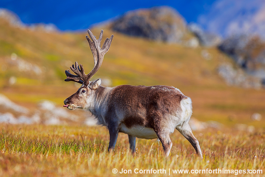 Svalbard Reindeer 6 Photo, Picture, Print Cornforth Images