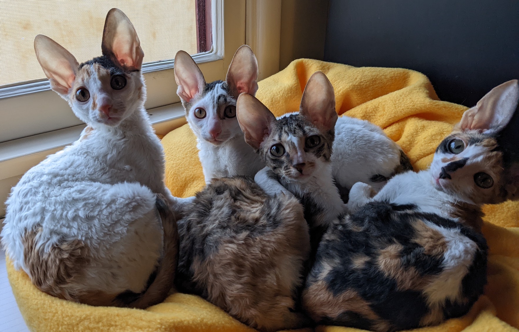 Cornish Rex Friends