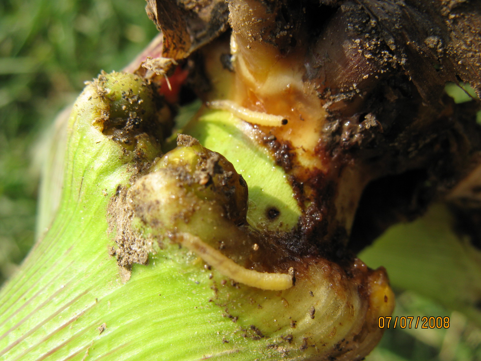 Corn Rootworm Canadian Corn Pest Coalition (CCPC)