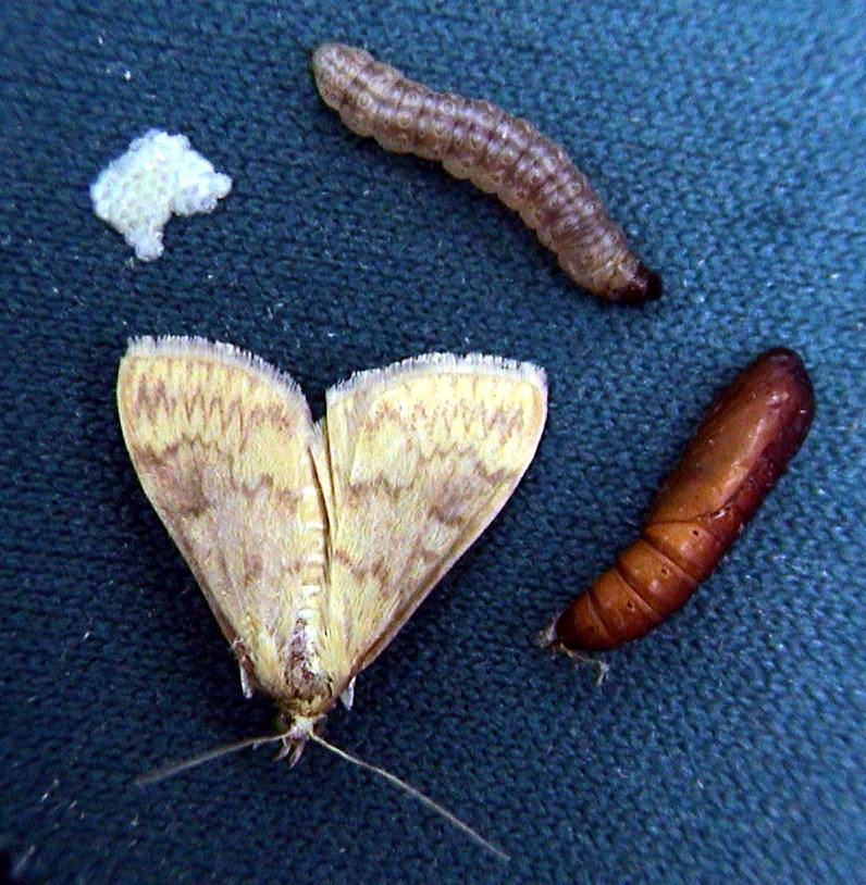 EUROPEAN CORN BORER Canadian Corn Pest Coalition (CCPC)