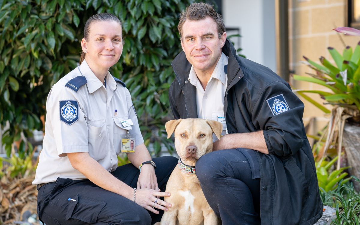 New Client Update RSPCA Queensland Cornucopia