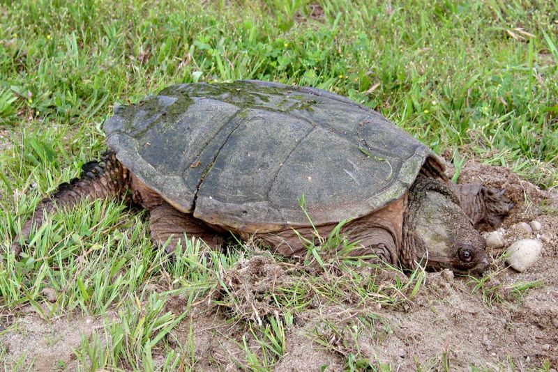 Beaver Gate Continues in Cornwall Ontario as City Refuses