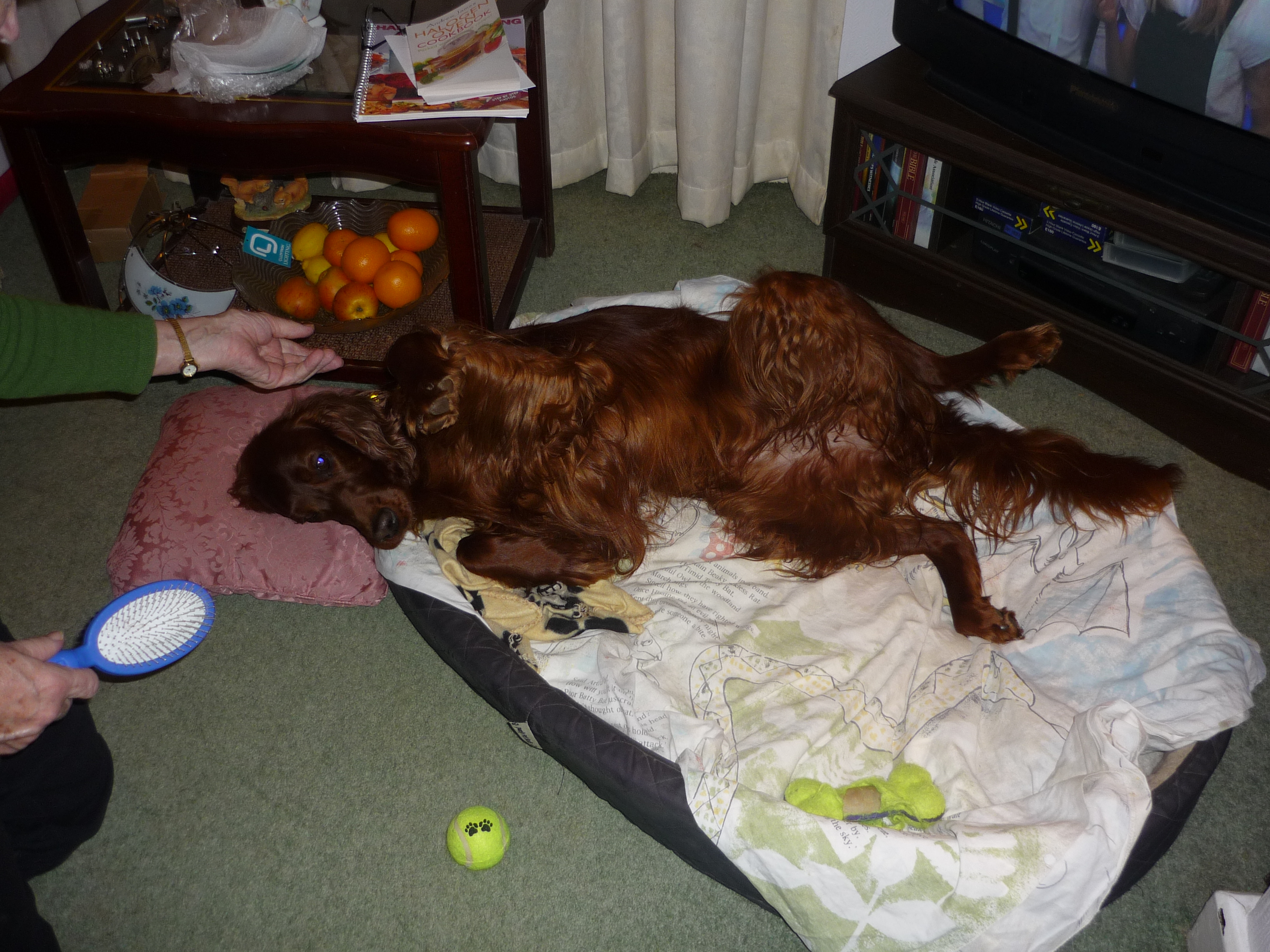 Dog boarding Cornwall photo gallery « Cornwall Home Dog