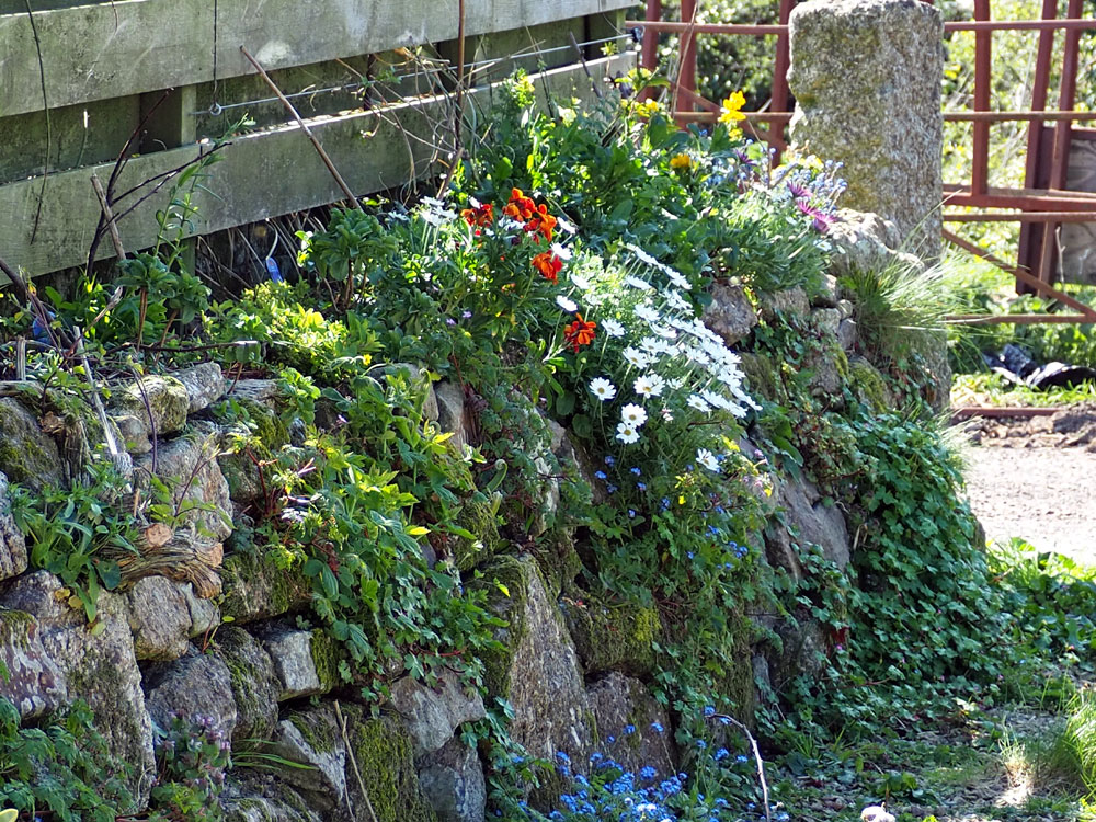 Cornish Hedge Cornwall in Colours