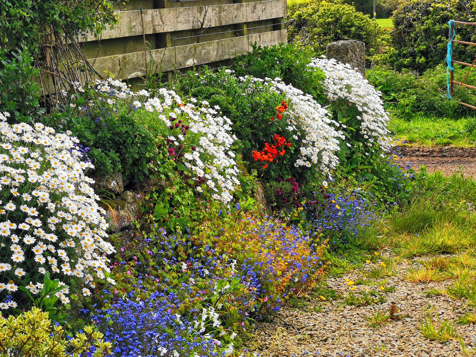 Wild Garden Cornwall in Colours
