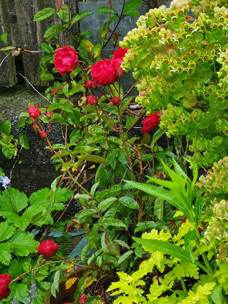 Patio rose Cornwall in Colours