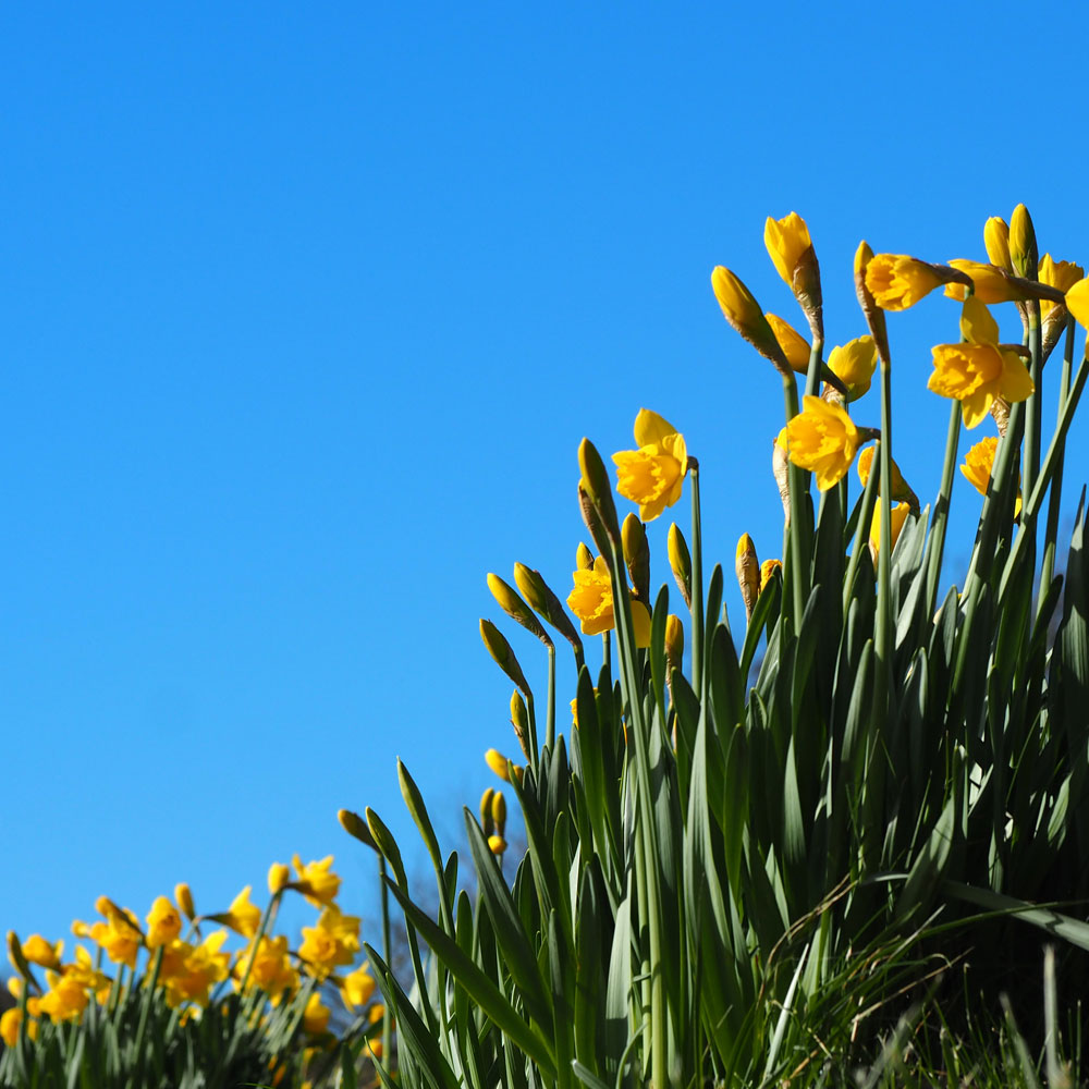 March 1st Cornwall in Colours