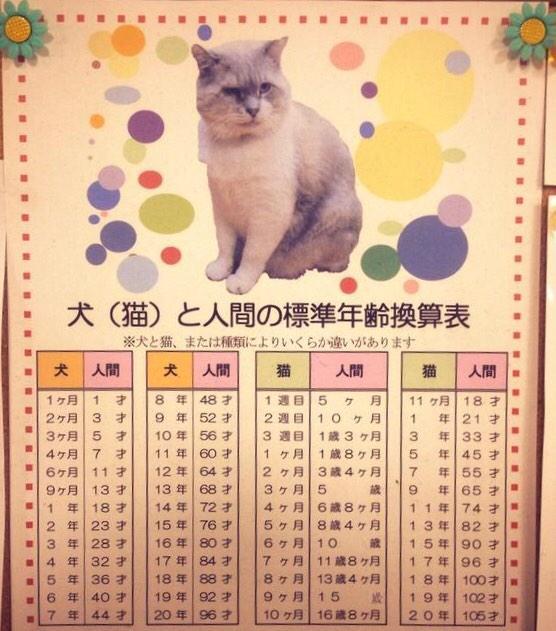 猫の行動・習性、その理由を理解しよう！猫の年齢を人間に換算すると？｜ライオン商事株式会社 人間年齢にすると何歳になる？】犬と猫の年齢換算表（画像） | Corobuzz