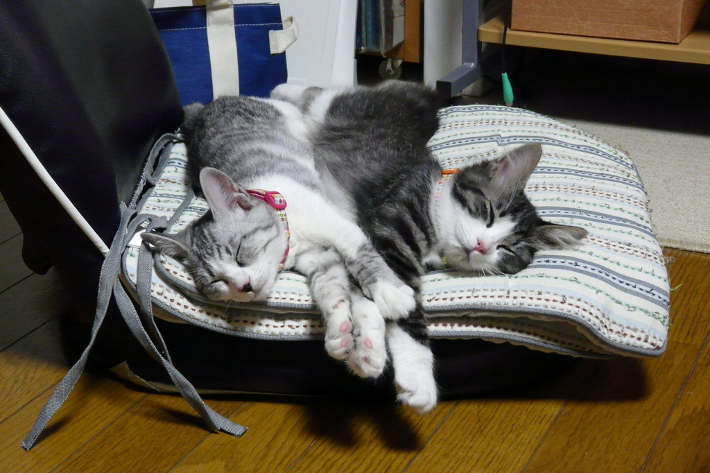 【ポーズが完全に一緒】シンクロ率100パーセントな猫さんたち（14連発） COROBUZZ