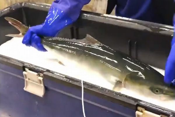 「凄い技術が有るもんだ！」生きてる魚を瞬時に冷凍し、更に…『日本の技術素晴らしい』 COROBUZZ