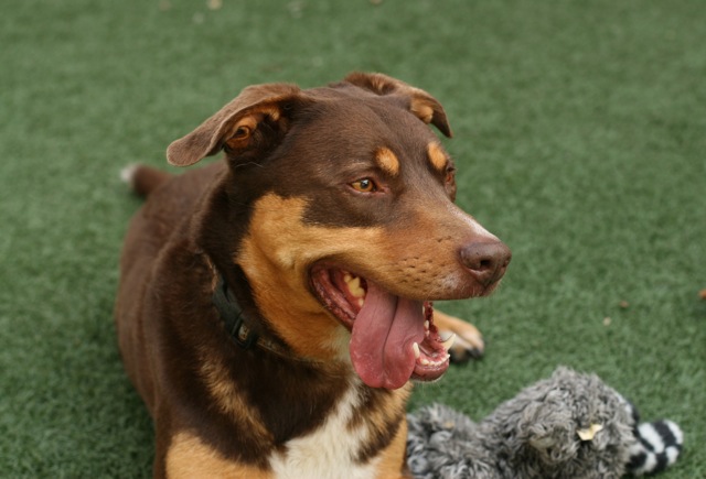 PAWS Pet of the Week Meet Nelson Coronado Times