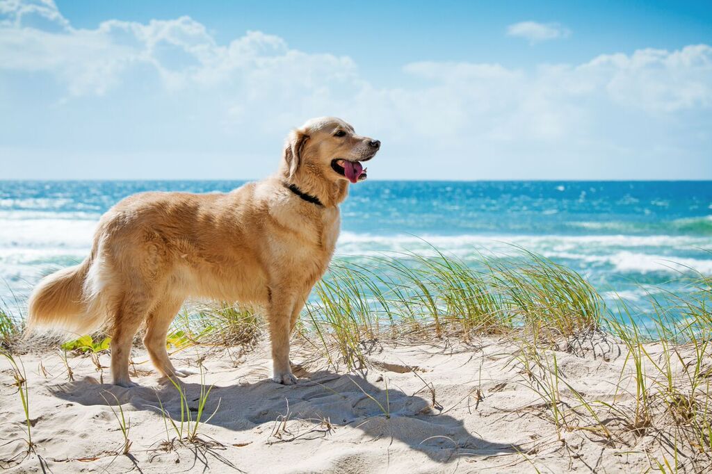 Dog Friendly Guide to Coronado Coronado Times