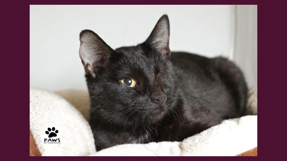 Pet of the Week Merlot, a Young Black Cat for Adoption Coronado Times