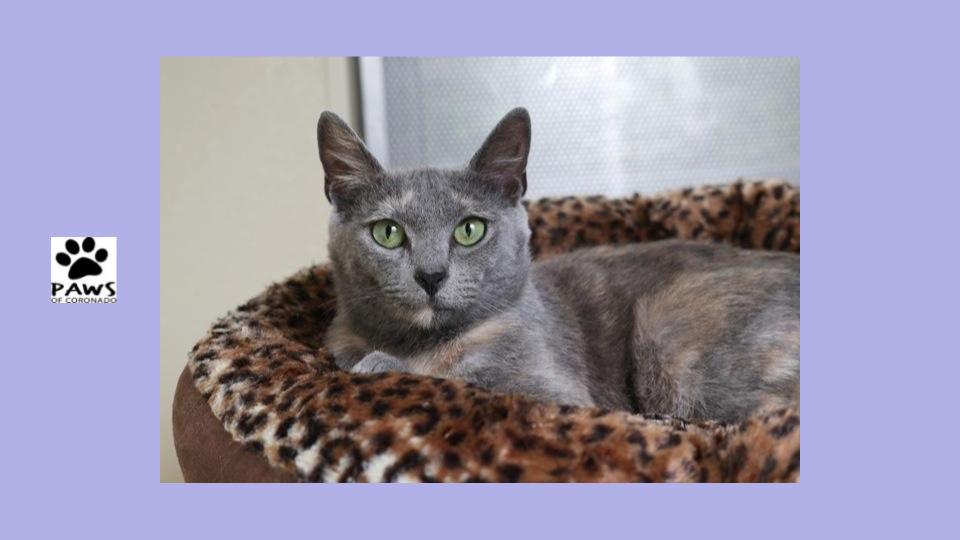 Blue Tortoiseshell Cat