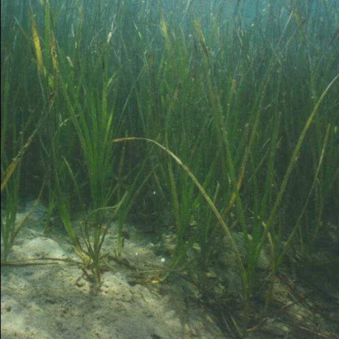 Eelgrass Beds July 2020 20192020 Coronado Coronado Times