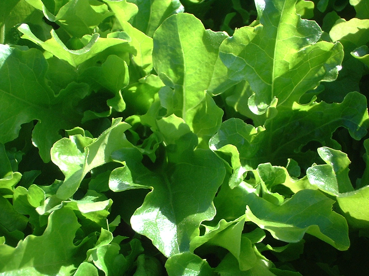 Green Oak Lettuce ROBLES ROYALE Corona Seeds, Inc.