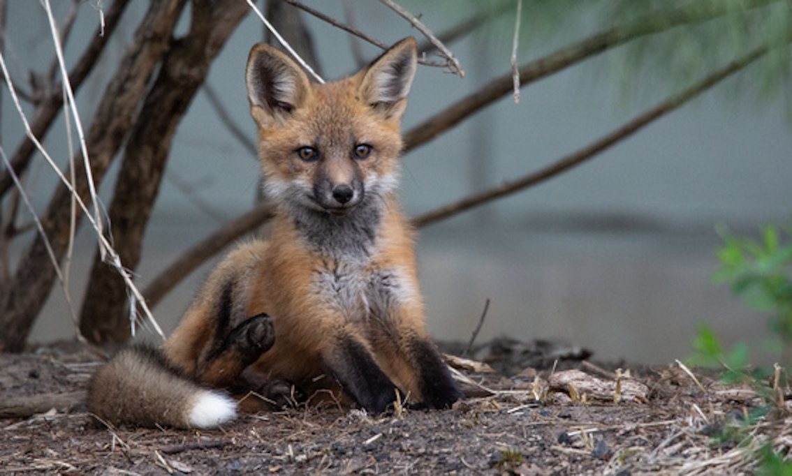 Foxes are selfdomesticating in the U.K, so why not Canada? Canadian