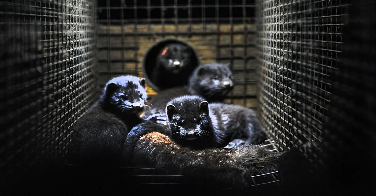 The Fur Industry a corporate overview Corporate Watch