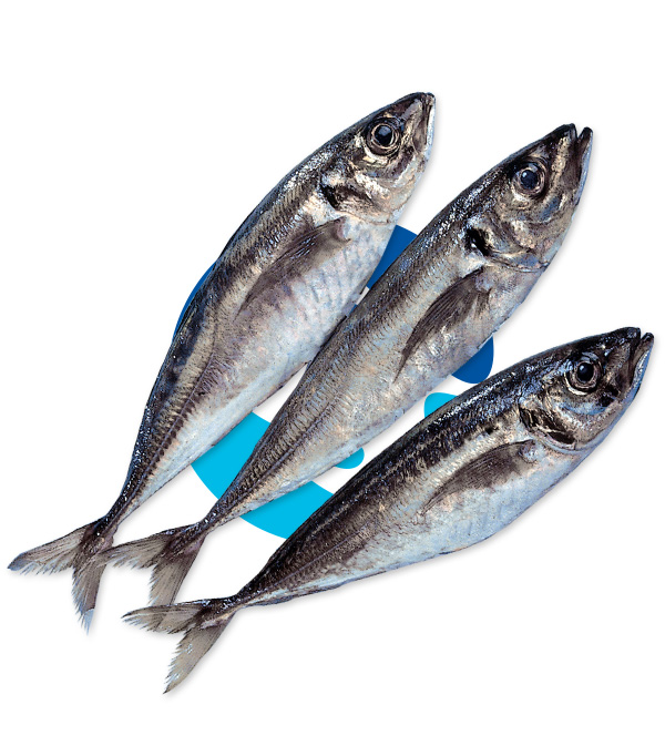 Atlantic horse mackerel Correa Kessler