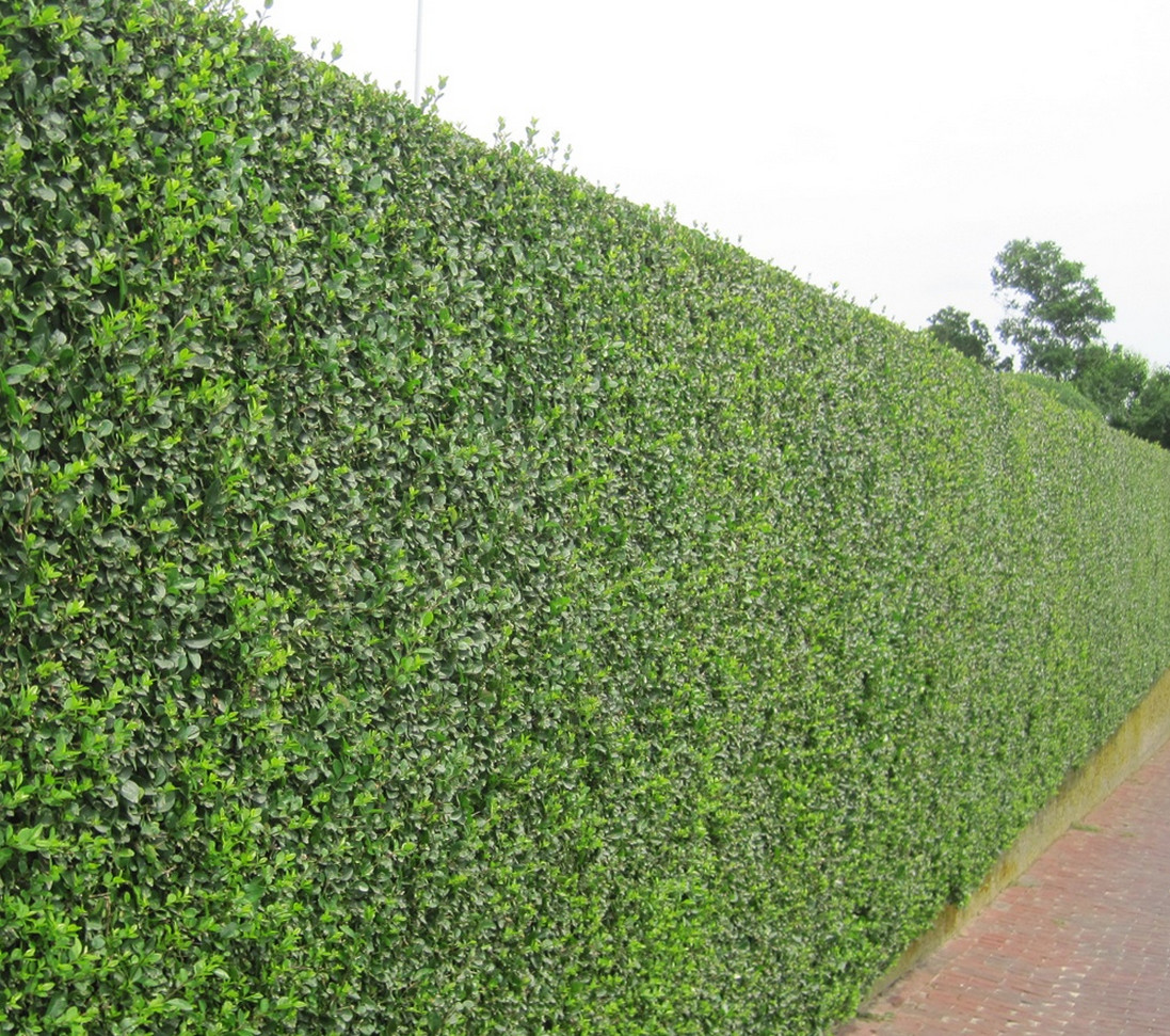 Good Trees for Privacy Screen Interesting Ideas for Home Good Trees for Privacy Screen Interesting Ideas for Home