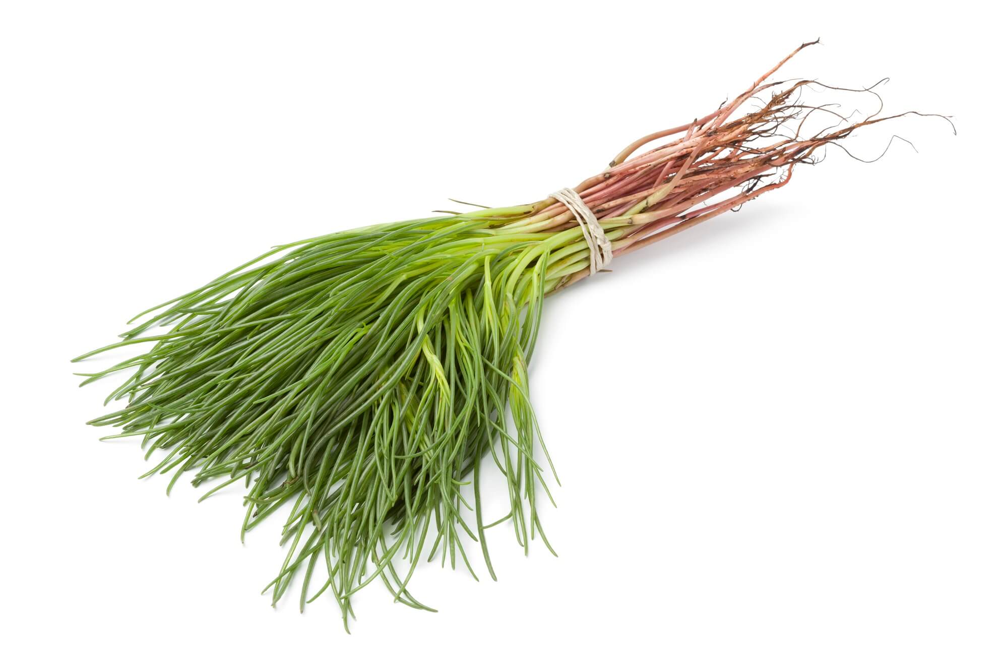 Gobi Desert Plants CorrectMongolia