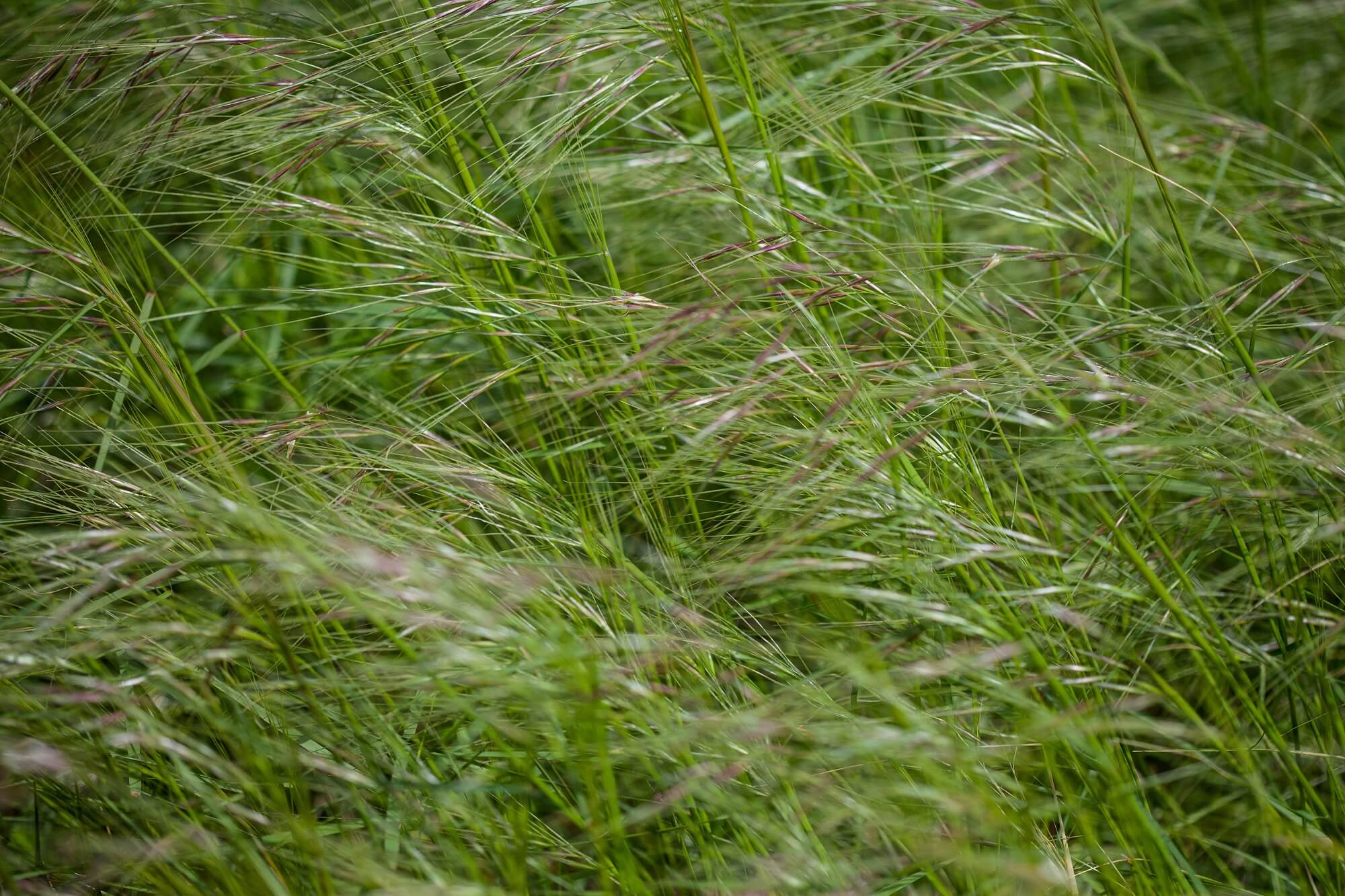 Gobi Desert Plants CorrectMongolia