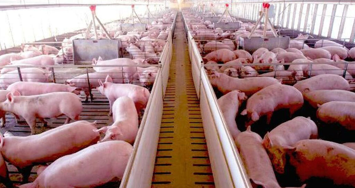 Venezuela amenaza salud del rebaño porcino en América Correo del Caroní