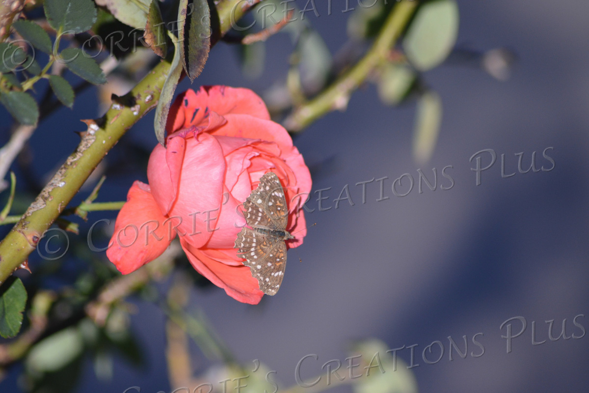 RoseMonarch – Corrie's Creations Plus