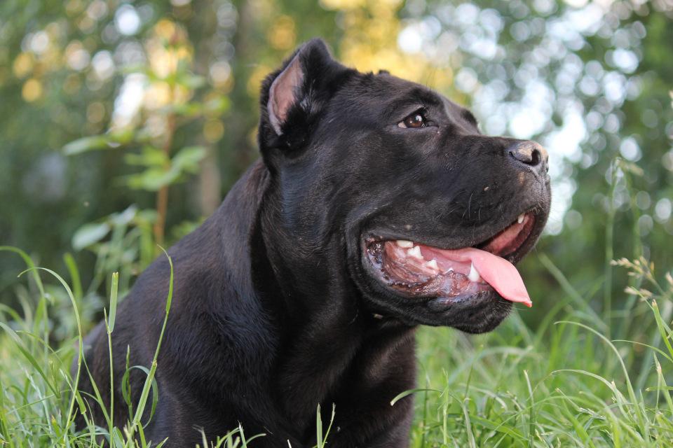 Кане корсо купить щенка Meduza4u