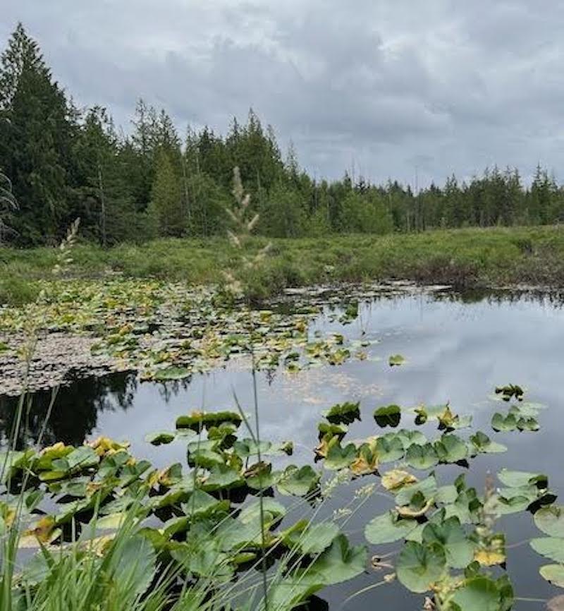 Mapping Wetlands on Quadra, and what that means on Cortes Cortes Currents