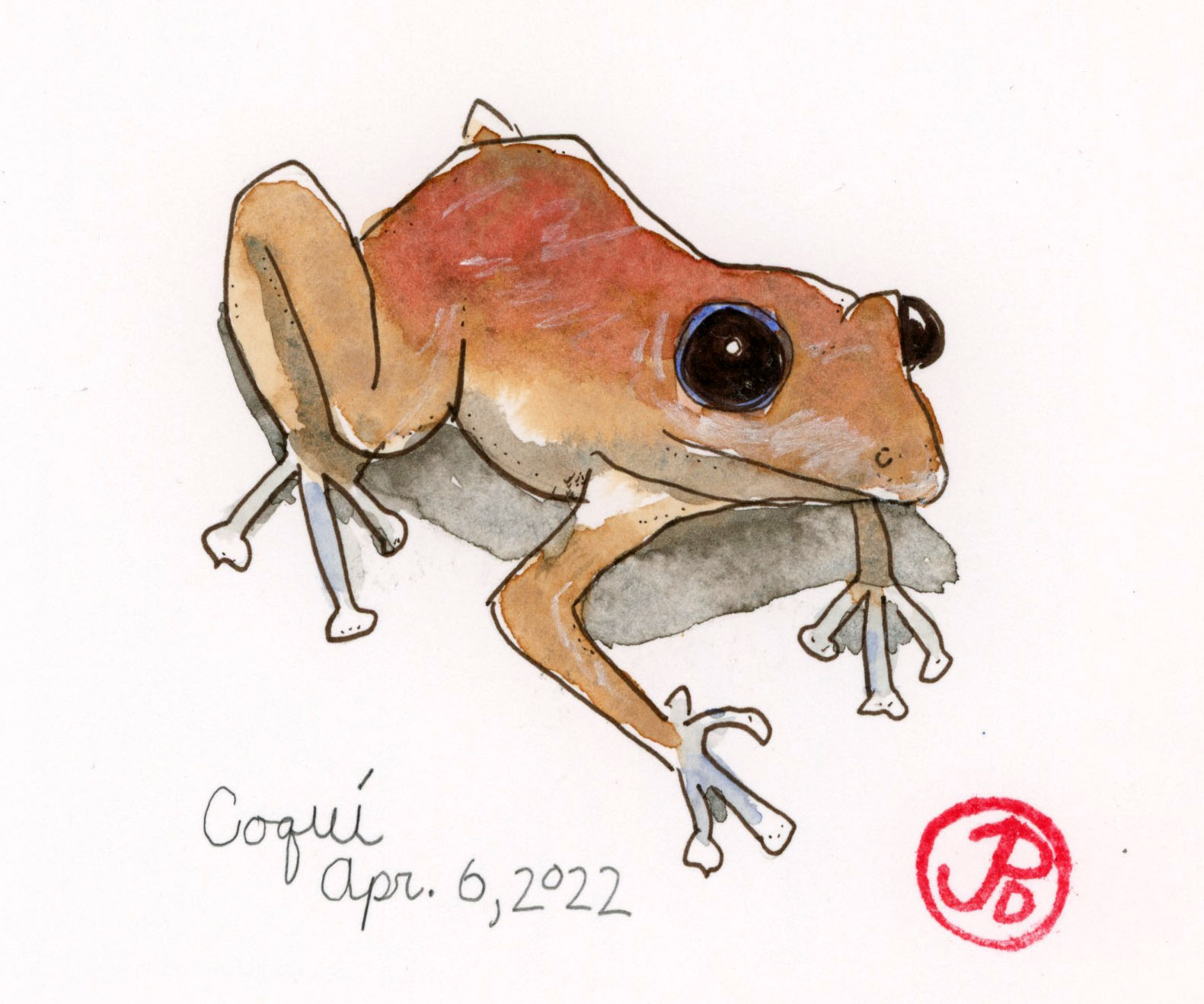 Big Sound on the Big Island Coqui Frogs Corvid Sketcher