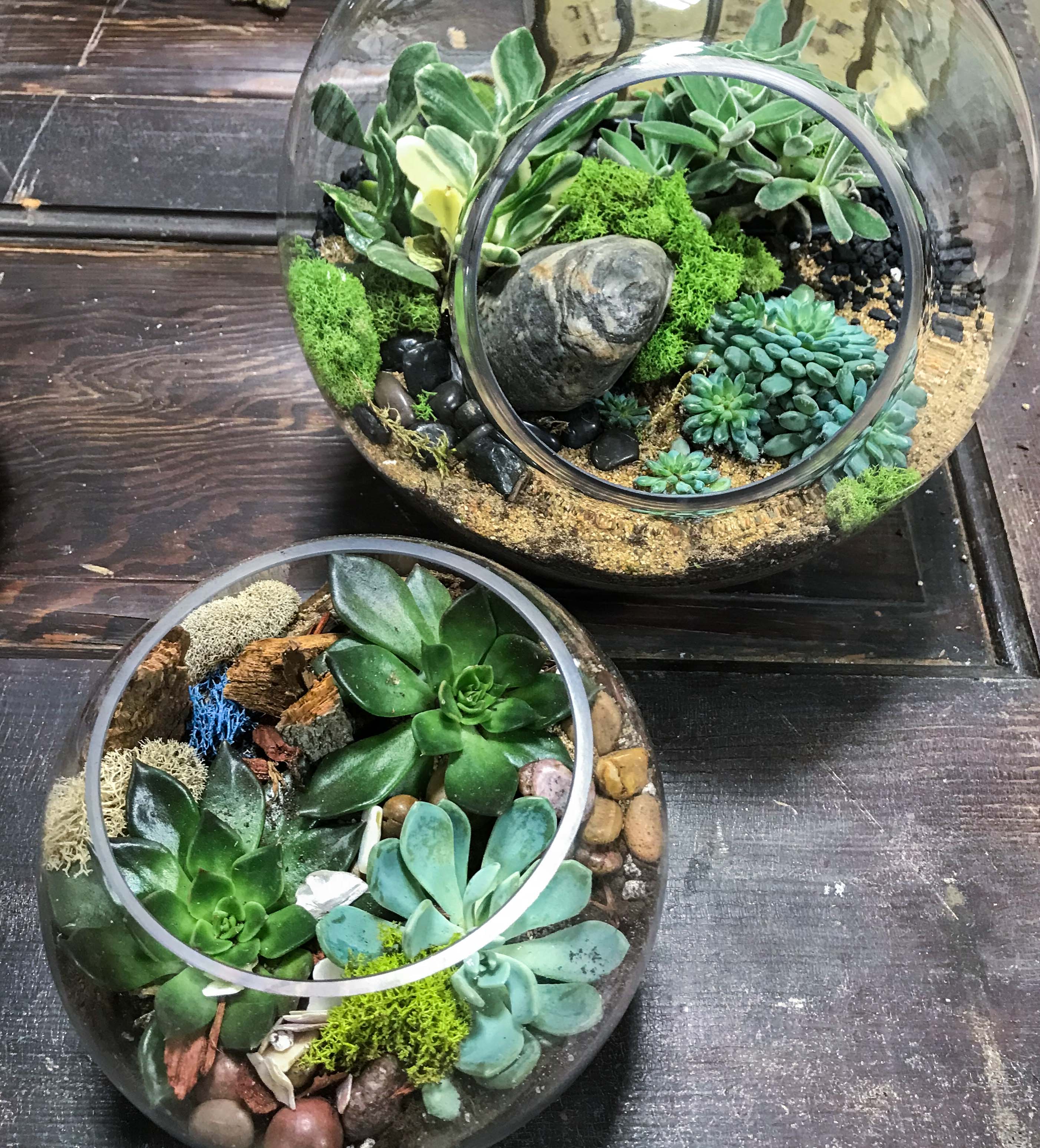 Succulent Terrarium Kit Cory Christopher
