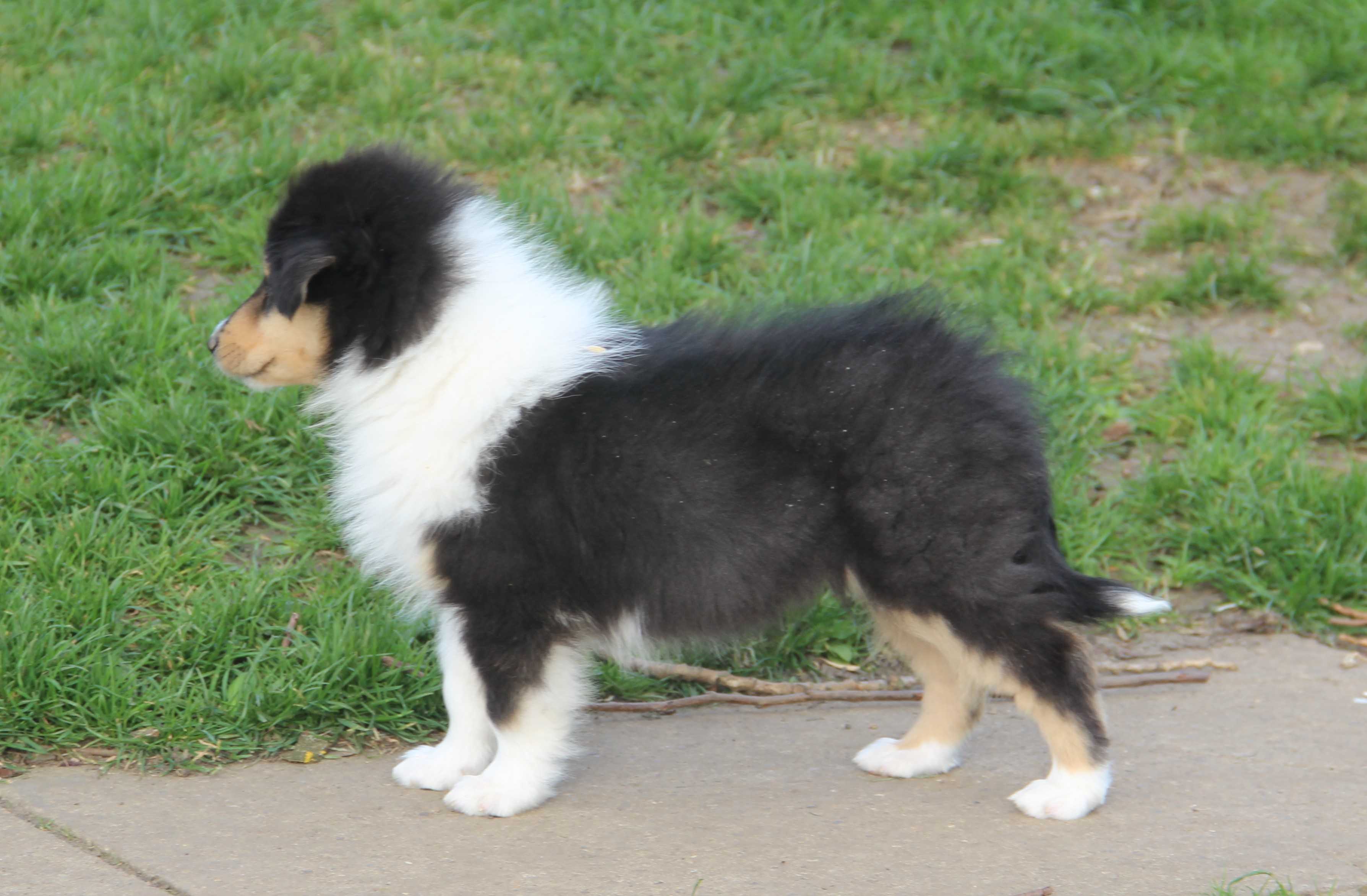 More Puppies Corydon Collies