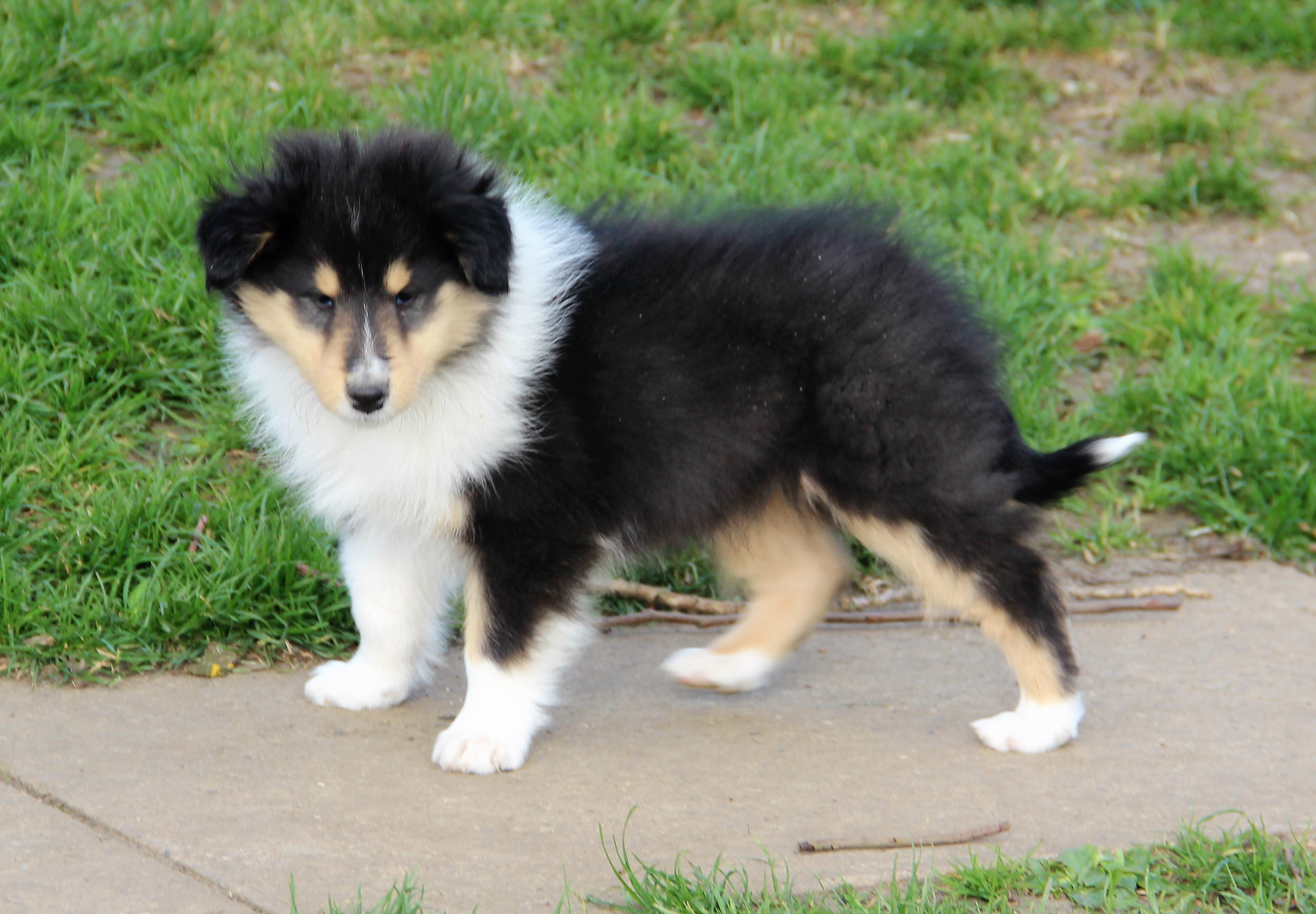 More Puppies Corydon Collies