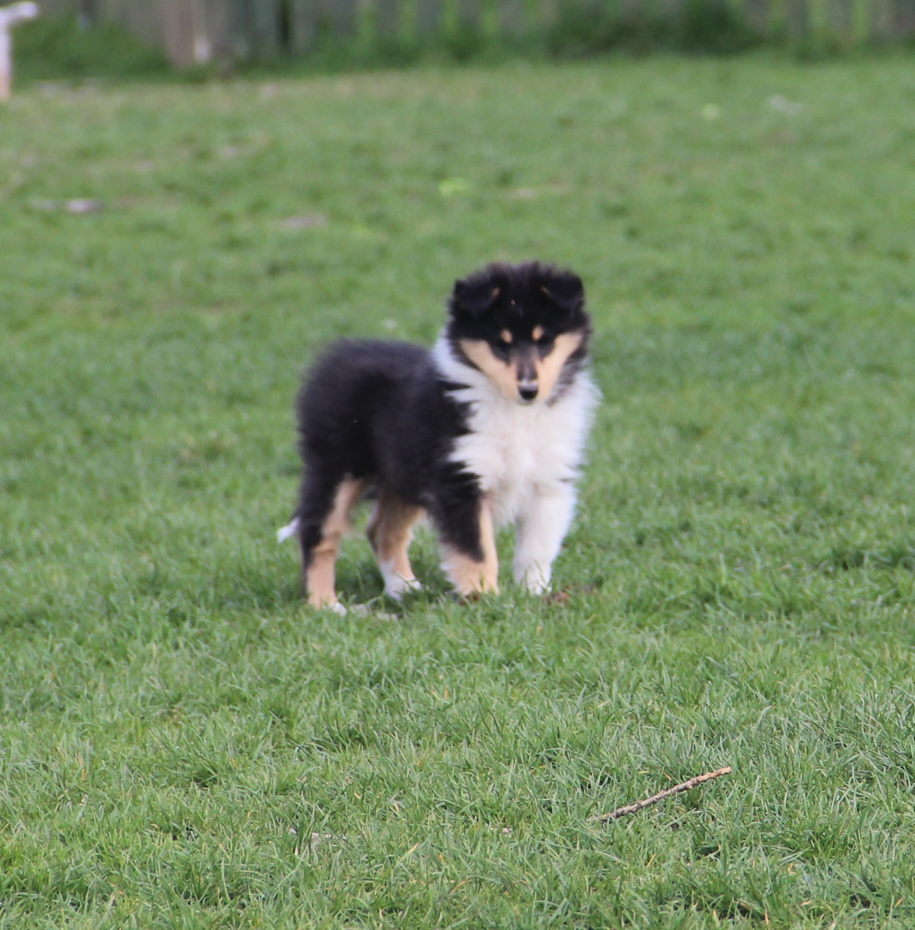 More Puppies Corydon Collies