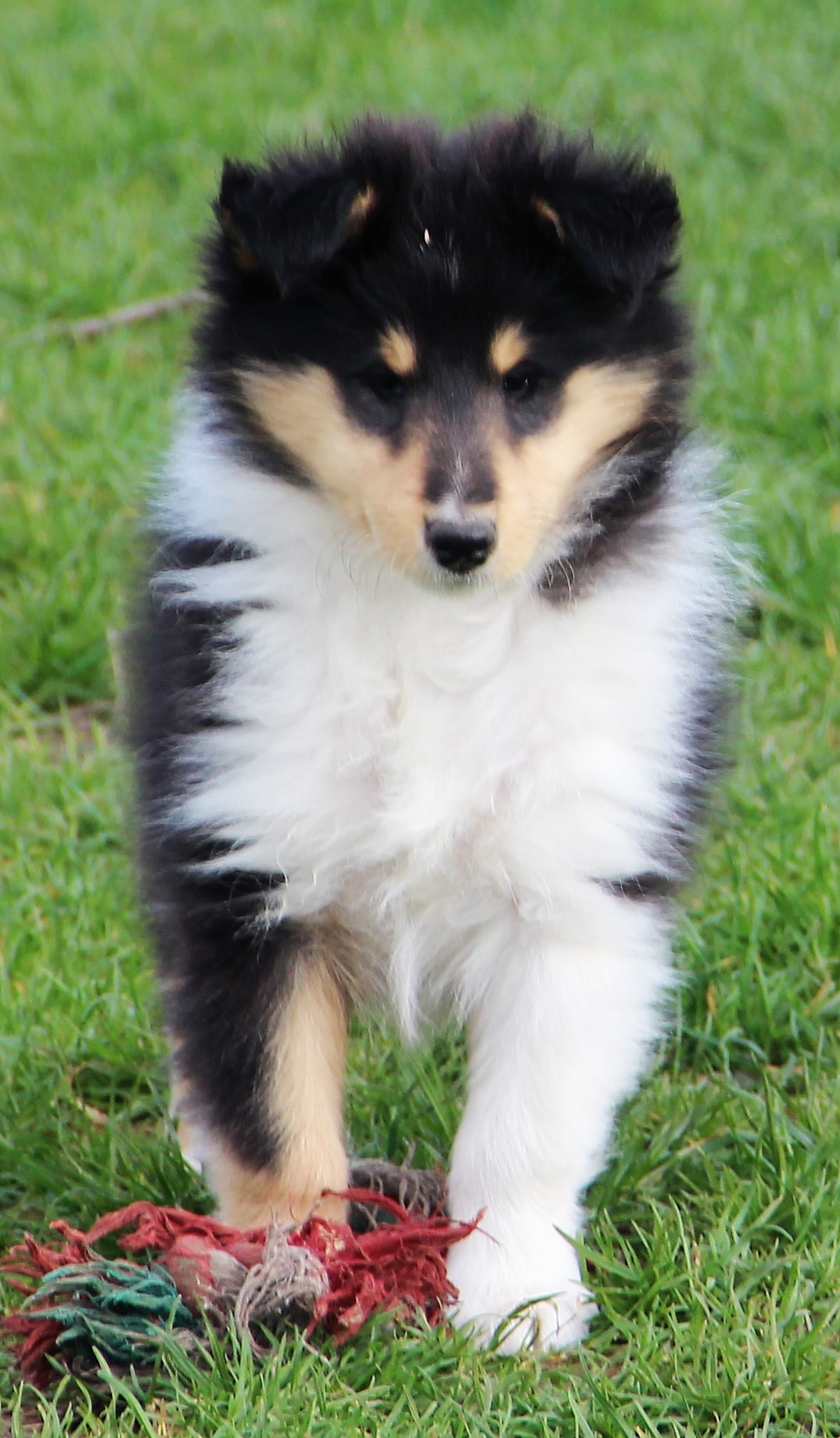 More Puppies Corydon Collies