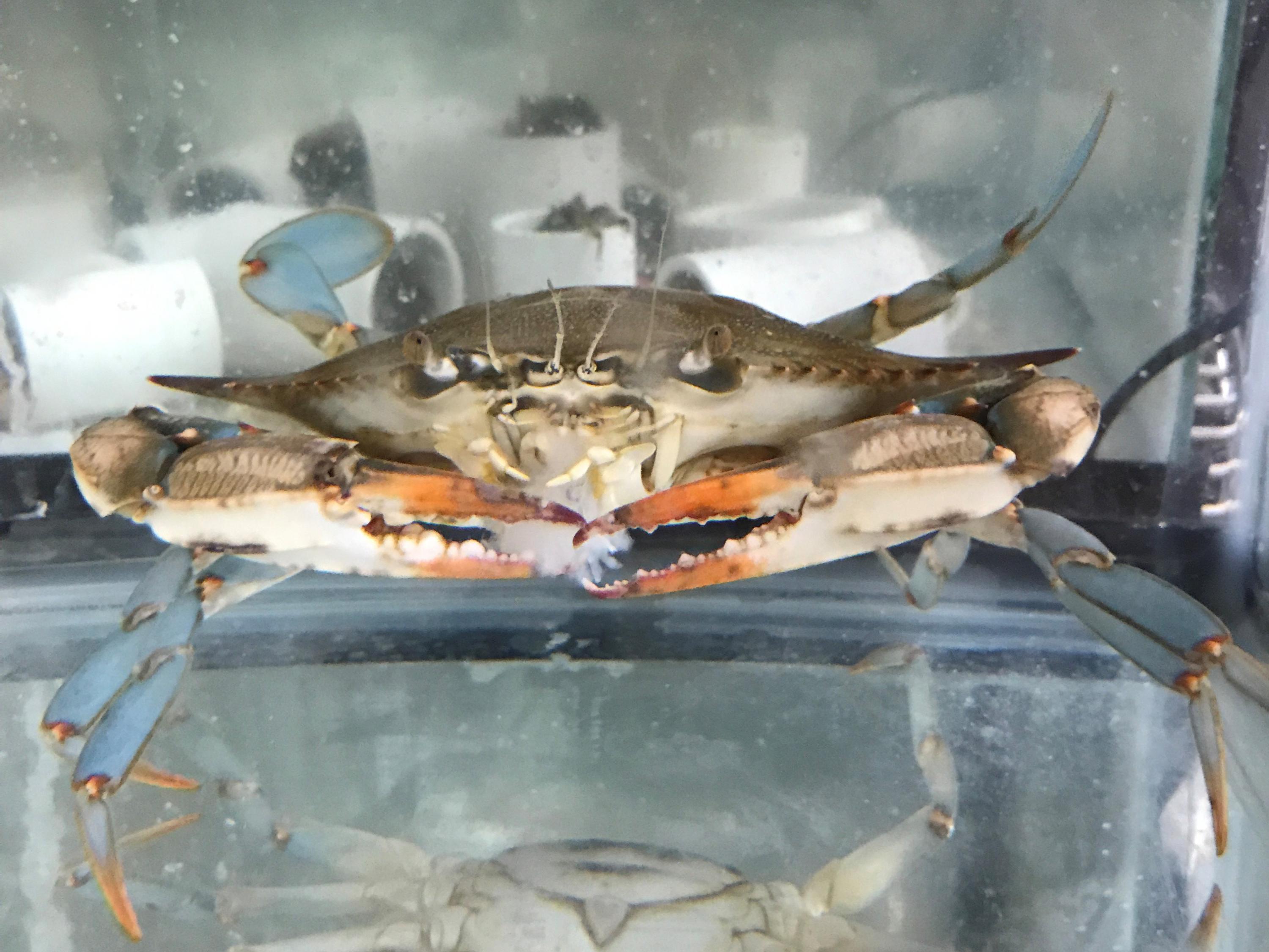 Hide or Get Eaten, Urine Chemicals Tell Mud Crabs College of Sciences