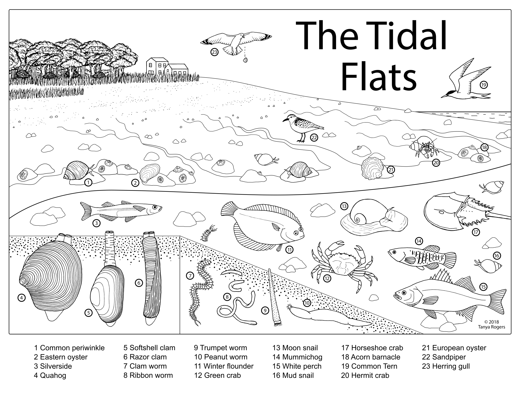 18 Estuary Coloring Pages Free Printable Coloring Pages