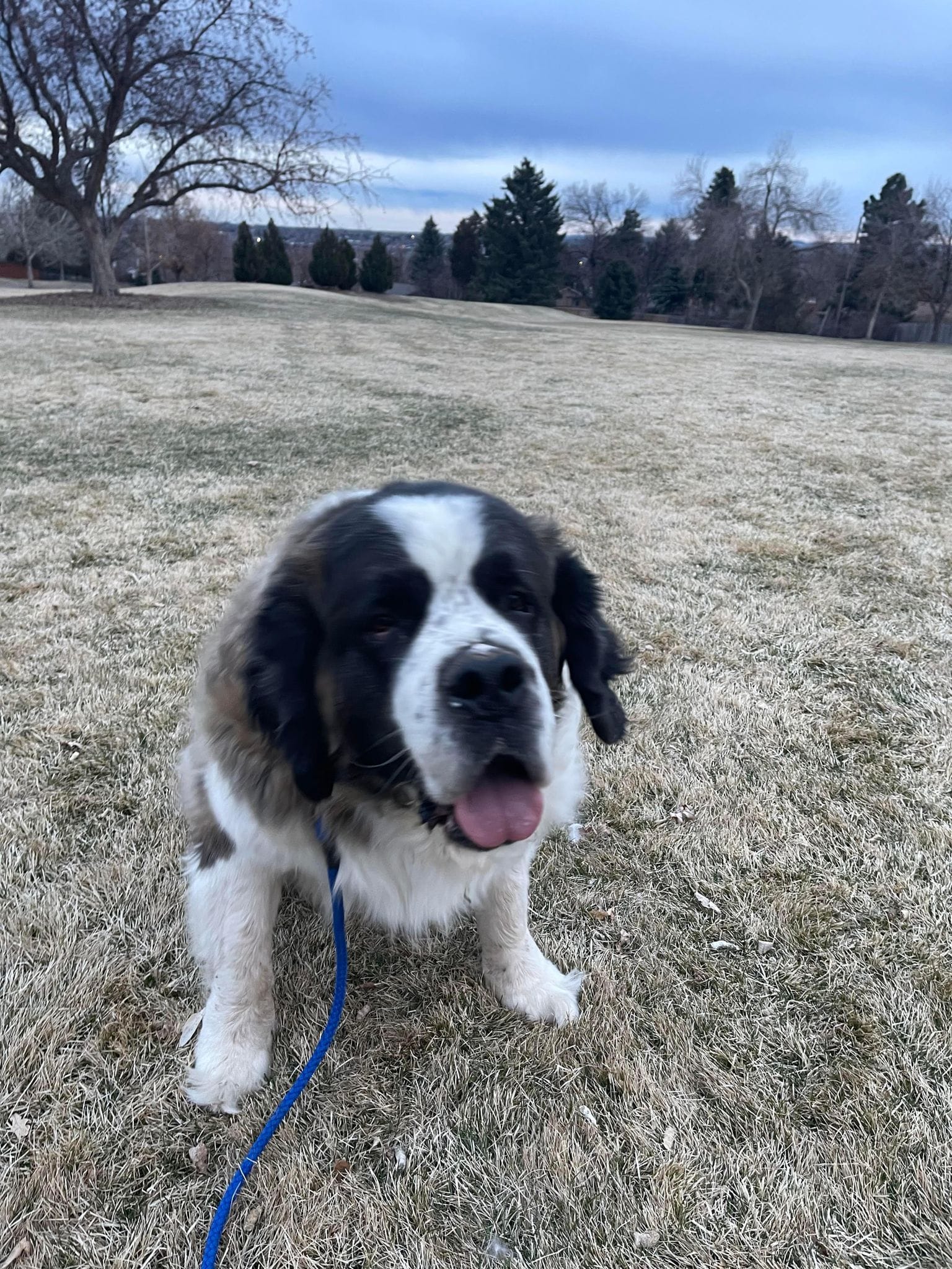 Chevy Colorado Saint Bernard Rescue