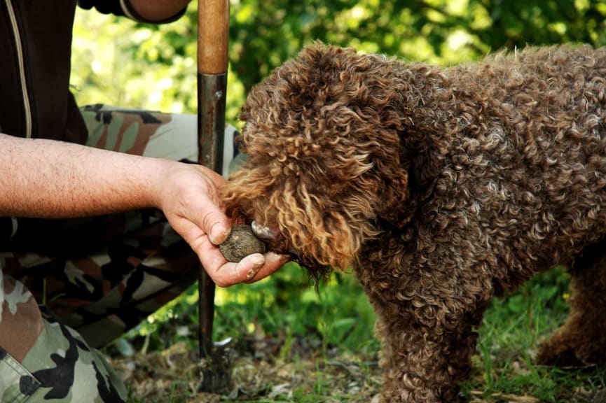 Lagotto Romagnolo The Italian Truffle Hunter Cositutti