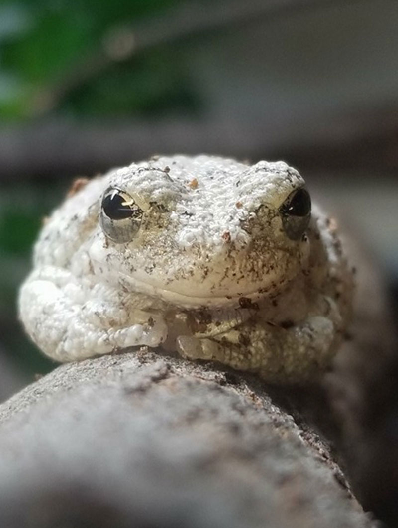 Grey Tree Frog Cosley Zoo