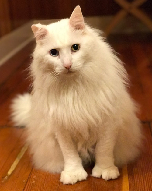 Why Do Some Cats Have Six Toes? Cosmic Scientist