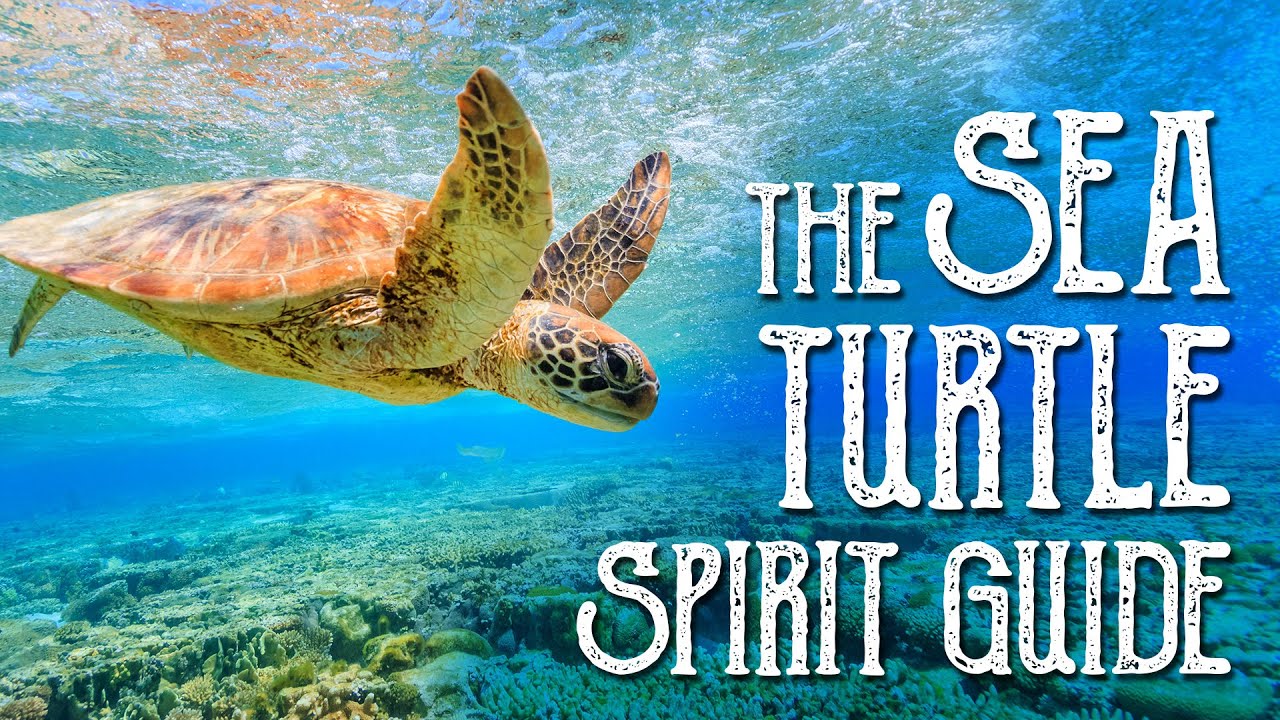 Sea Turtle Spirit Guide Cosmic Vibes