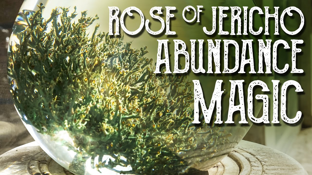 Rose of Jericho Prosperity Magic Cosmic Vibes